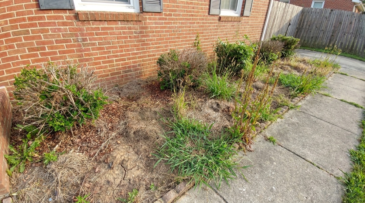 Neglected flower beds before mulching in Virginia